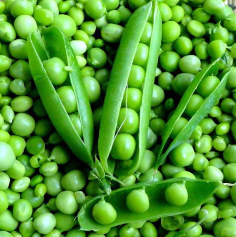 Green Peas Vegetable Seeds for Home Garden & Terrace | Fresh Garden Pea Plants | Easy to Grow Ki